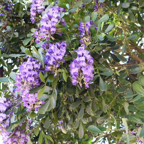 Texas Mountain Laurel