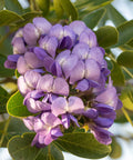 Texas Mountain Laurel