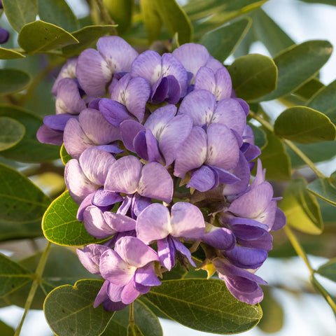 Texas Mountain Laurel