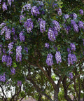 Texas Mountain Laurel