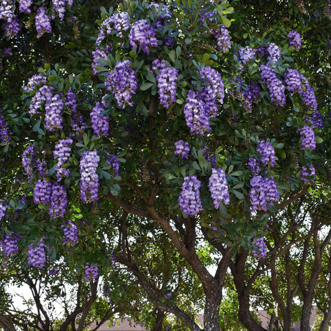 Texas Mountain Laurel