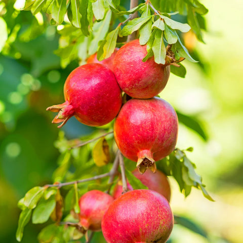 Texas Pink Pomegranate Tree