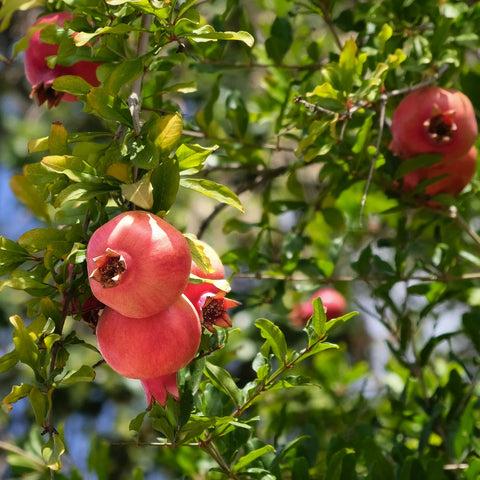 Texas Pink Pomegranate Tree