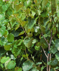 Texas Redbud Tree