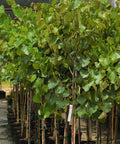 Texas Redbud Tree