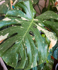 Thai Constellation Monstera