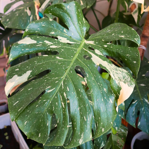 Thai Constellation Monstera