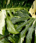 Thai Constellation Monstera