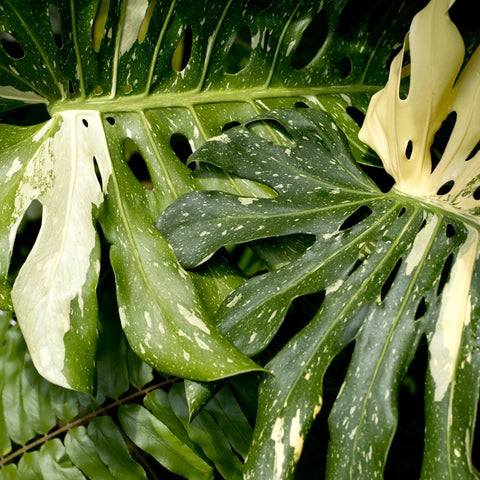 Thai Constellation Monstera