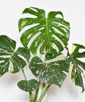Thai Constellation Monstera