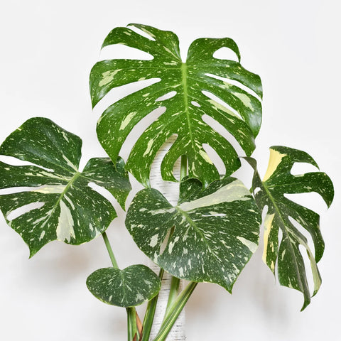 Thai Constellation Monstera