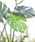 Thai Constellation Monstera