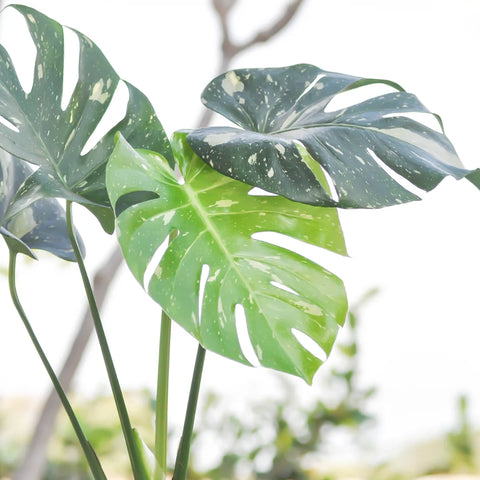Thai Constellation Monstera