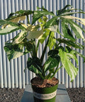 Thai Constellation Monstera