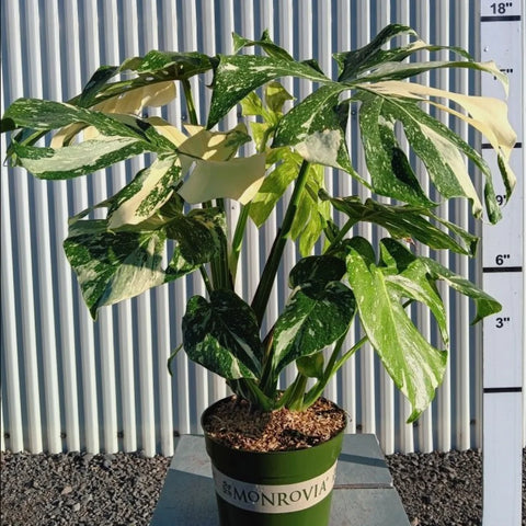 Thai Constellation Monstera