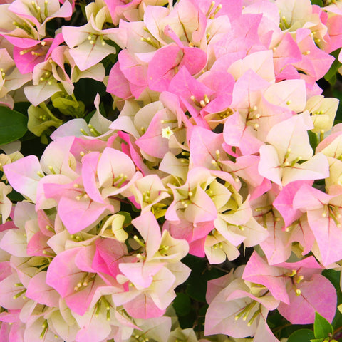 Thai Delight Bougainvillea Shrub