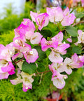 Thai Delight Bougainvillea Tree
