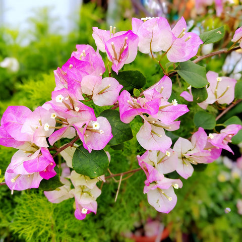 Thai Delight Bougainvillea Tree