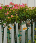 Thai Delight Bougainvillea Tree