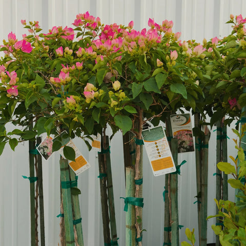 Thai Delight Bougainvillea Tree