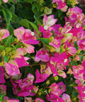 Thai Delight Bougainvillea Tree