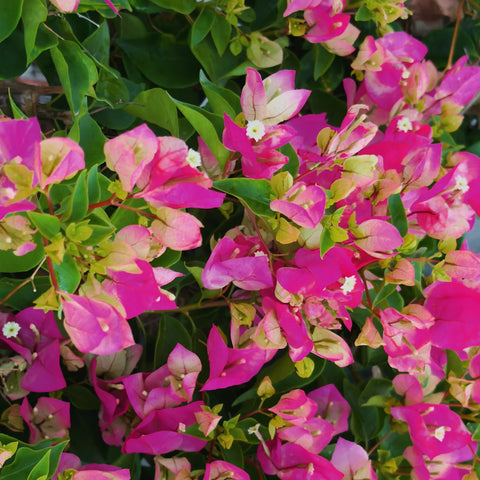 Thai Delight Bougainvillea Tree
