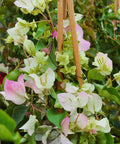 Thai Delight Bougainvillea Vine