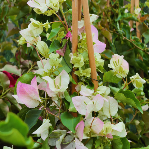 Thai Delight Bougainvillea Vine