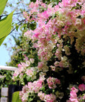 Thai Delight Bougainvillea Vine