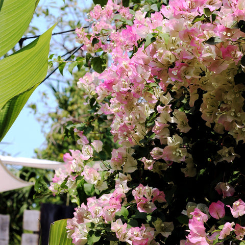 Thai Delight Bougainvillea Vine