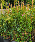 Thai Delight Bougainvillea Vine