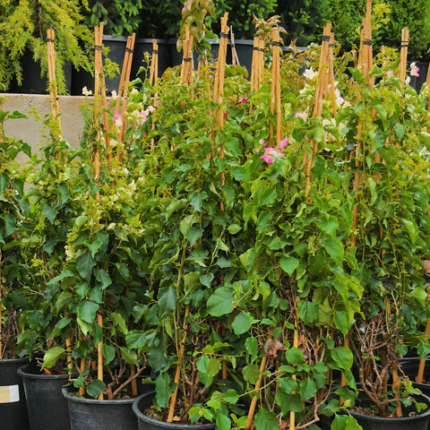 Thai Delight Bougainvillea Vine