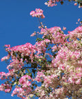 Thai Delight Bougainvillea Vine