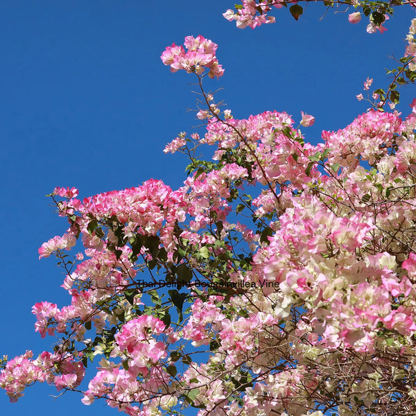 Thai Delight Bougainvillea Vine