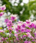 Thai Delight Bougainvillea Vine