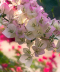Thai Delight Bougainvillea Vine