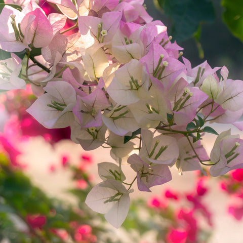 Thai Delight Bougainvillea Vine