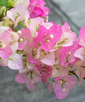 Thai Delight Bougainvillea Vine