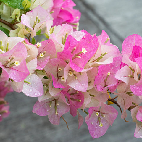 Thai Delight Bougainvillea Vine