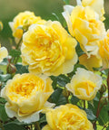 The Poet's Wife Rose Tree