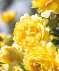 The Poet's Wife Rose Tree