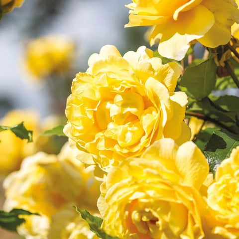 The Poet's Wife Rose Tree