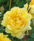 The Poet's Wife Rose Tree