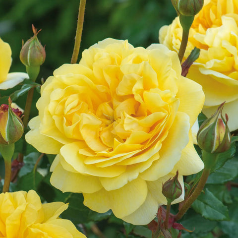 The Poet's Wife Rose Tree