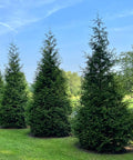 Thuja Green Giant