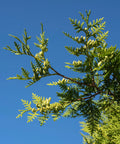 Thuja Green Giant