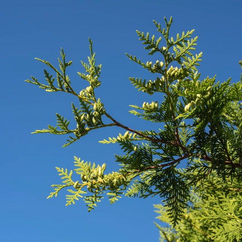 Thuja Green Giant