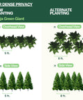 Thuja Green Giant Planting Guide Simply Trees