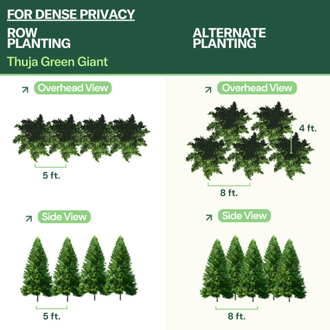 thuja plant care in pots Thuja Green Giant | Fast-Growing Privacy Tree for Sale 2-3 ft / 10-pack