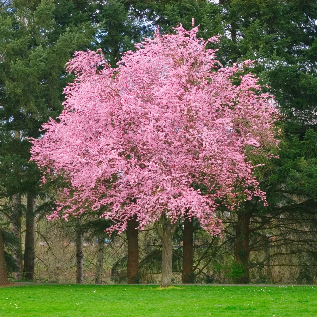 Thundercloud Plum Tree | Purple Leaf Ornamental Plum – Simply Trees